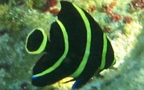 Franch Angelfish