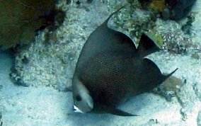 Gray Angelfish - Pomacanthus arcuatus