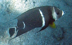 Gray Angelfish - Pomacanthus arcuatus
