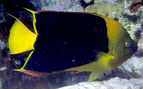 Rock Beauty - Holacanthus tricolor