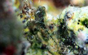 Twinhorn Blenny - Coralliozetus cardonae