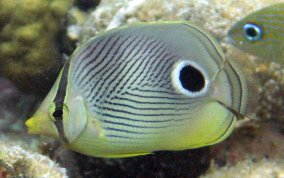 Four Eye Butterflyfish - Chaetodon capistratus 