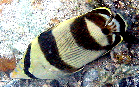 Banded Butterflyfish - Chaetodon striatus