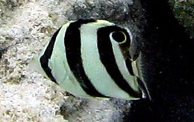 Banded Butterflyfish - Chaetodon striatus