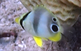 Foureye Butterflyfish - Chaetodon capistratus 