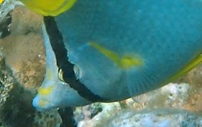 Spotfin Butterflyfish - Chaetodon ocellatus