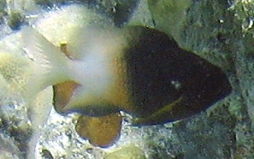 Bi-colored Damselfish