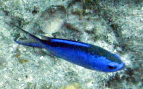 Blue Chromis - Azurina cyanea