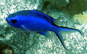 Blue Chromis -Azurina cyanea