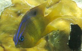 Longfin Damselfish - Stegastes diencaeus