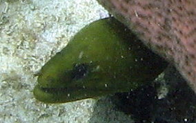 Green Moray Eel - Gymnothorax funebris
