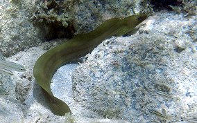 Green Moray Eel - Gymnothorax funebris