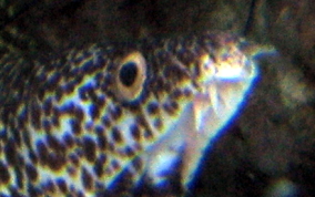 Spotted Moray Eel - Gymnothorax moringa 