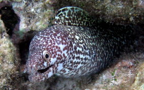 Spotted Moray Eel - Gymnothorax moringa 