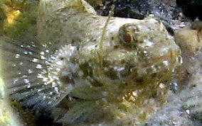 Frillfin Goby - Bathygobius soporator
