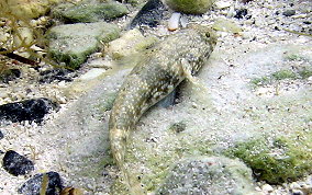 Frillfin Goby - Bathygobius soporator