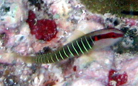 Greenbanded Goby - Elacatinus multifasciatum