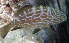 Black Grouper -Mycteroperca bonaci - Caribbean Fish Identification 