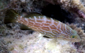 Black Grouper -Mycteroperca bonaci - Caribbean Fish Identification 