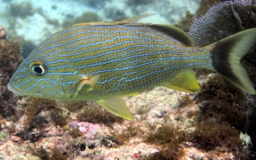 Bluestriped Grunt - Haemulon sciurus