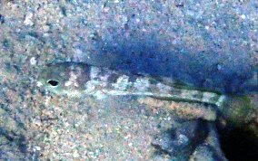 Banded Jawfish - Opistognathus macrognathus