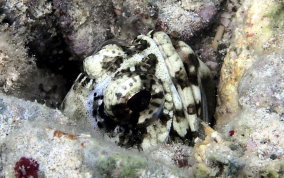 Mottled Jawfish - Opistognathus maxillosus