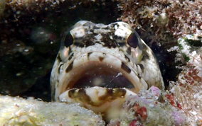 Mottled Jawfish - Opistognathus maxillosus