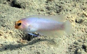 Yellowhead Jawfish - Opistognathus aurifronss