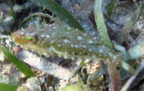 Bandtail Pufferfish - Sphoeroides spengleri