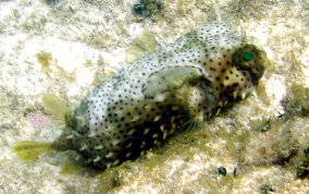 Bridled Burrfish - Chilomycterus antennatus