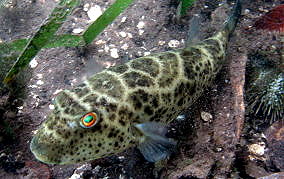 Cherckered Pufferfish - Sphoeroides testudineus