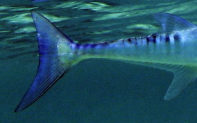 Flat Needlefish - Ablennes hians