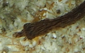 Harlequin Pipefish - Micrognathus crinitus