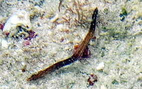 Harlequin Pipefish - Micrognathus crinitus