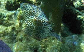 Honeycomb Cowfish - Acanthostracion polygonia 