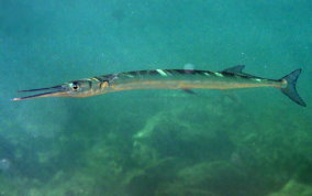 Houndfish Tylosurus crocodilus