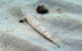 Inshore Lizardfish - Synodus foetens