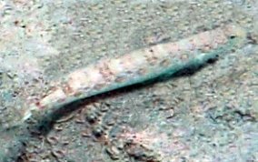 Inshore Lizardfish - Synodus foetens