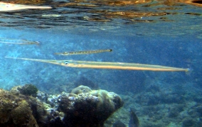Keeltail Needlefish - Platybelone argalus