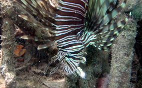 Indo-Pacific Lionfish - Pterois volitans