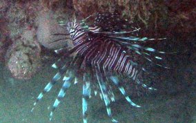 Indo-Pacific Lionfish - Pterois volitans