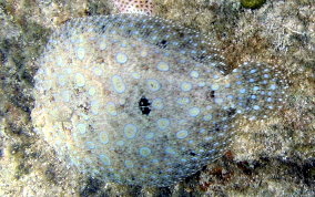 Peacock Flounder - Bothus lunatus