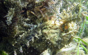 Plumed Scorpionfish - Scorpaena grandicornis