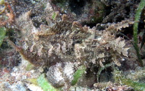 Plumed Scorpionfish - Scorpaena grandicornis