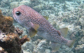 Porcupinefish - Diodon hystrix