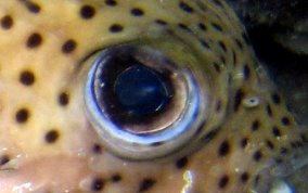 Porcupinefish - Diodon hystrix