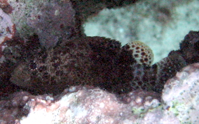 Reef Scorpionfish - Scorpaenodes caribbaeus