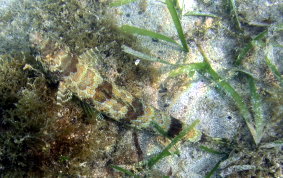 Sand Diver Lizardfish - Synodus intermedius