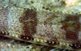 Sand Diver Lizardfish - Synodus intermedius