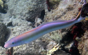 Sand Tilefish - Malacanthus plumieri